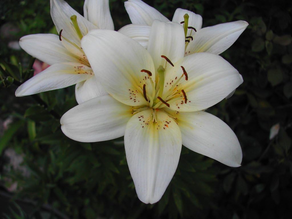 5 x Lilium asiatic Mont Blanc bulbs (white Asiatic lily) (Free UK postage)