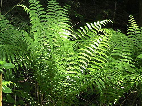 350 Ostrich Fern Spores