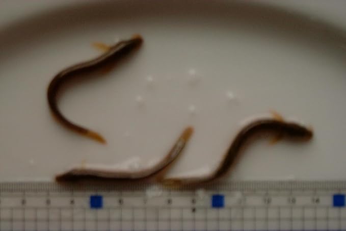 Amazon S天然活どじょう５００ｇ 約２７０匹 食用 青森県 唐揚げはビールのつまみ 築地市場グッドフィッシュ 鮮魚 通販