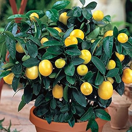 Ojorey Live Lemon Plant