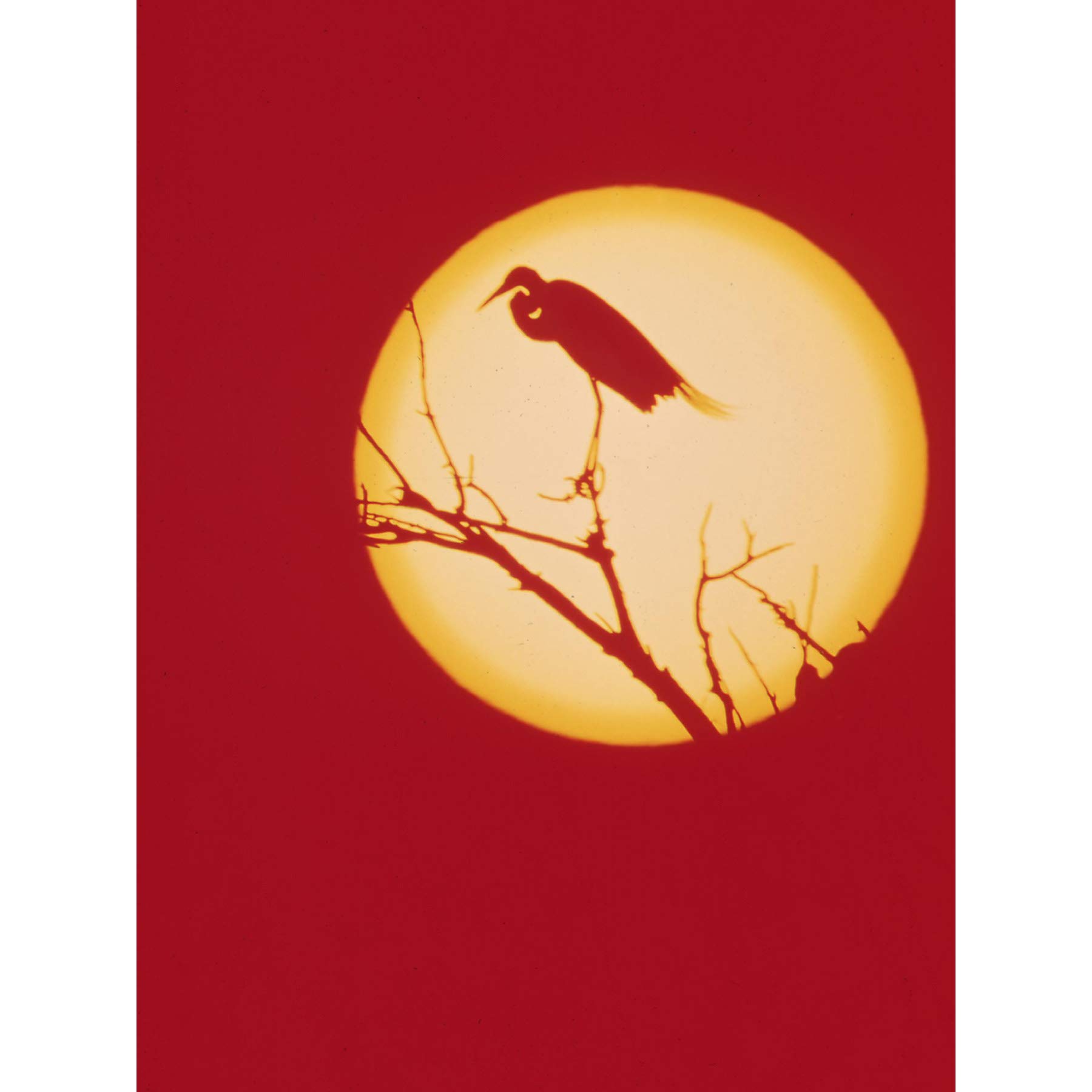 Crane Silluette Against Moon Large Wall Art Print Canvas Premium Poster