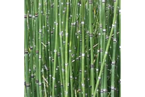 100pcs Horsetail Plant Seeds - Exotic Plants, Garden Equisetum Arvense - Equisetum japonicum - Container Plant Pots Hardy Per
