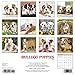 Just Bulldog Puppies 2018 Calendar