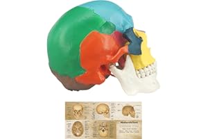 MEDARCHITECT Human Colored Skull Model, Life Size 3-Part Anatomical Model with Colorful Human Skull Chart for Medical Student Human Anatomy Study Course