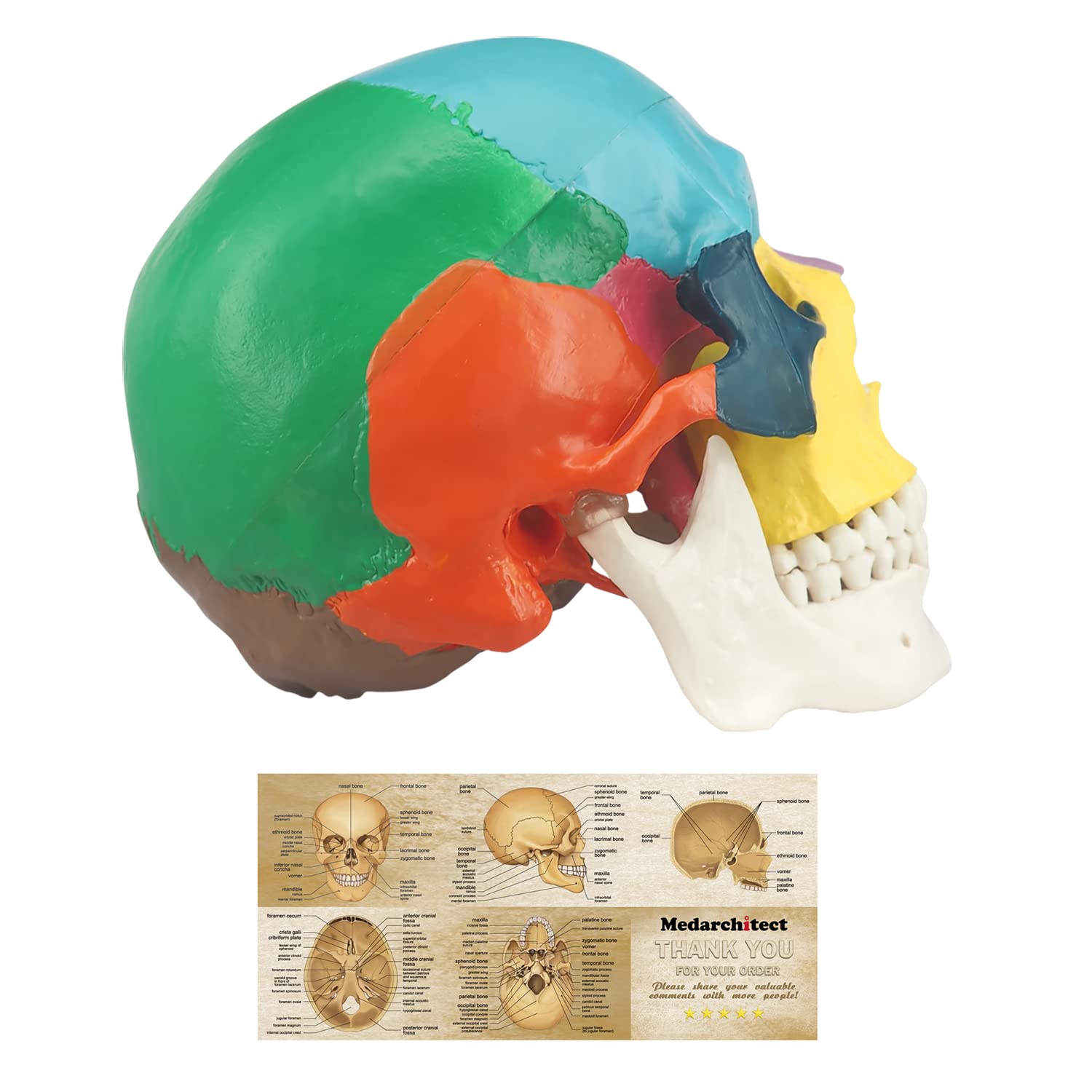 Photo 1 of Human Colored Skull Model, Life Size 3-Part Anatomical Model with Colorful Human Skull Chart for Medical Student Human Anatomy Study Course