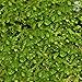 Luffy Wild Christmas Moss in Loose Form Lush, Green Moss for Aquarium Decor - Create a Moss Wall or Moss Carpet - Soft and Comforting for Fish - Shrimp's & Fry's Food