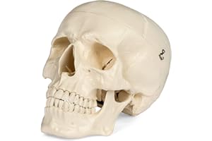 Medical Anatomical Skull Model - 1:1 Life Size Replica Anatomy Adult Human Head Bone for Science Lab, Educational