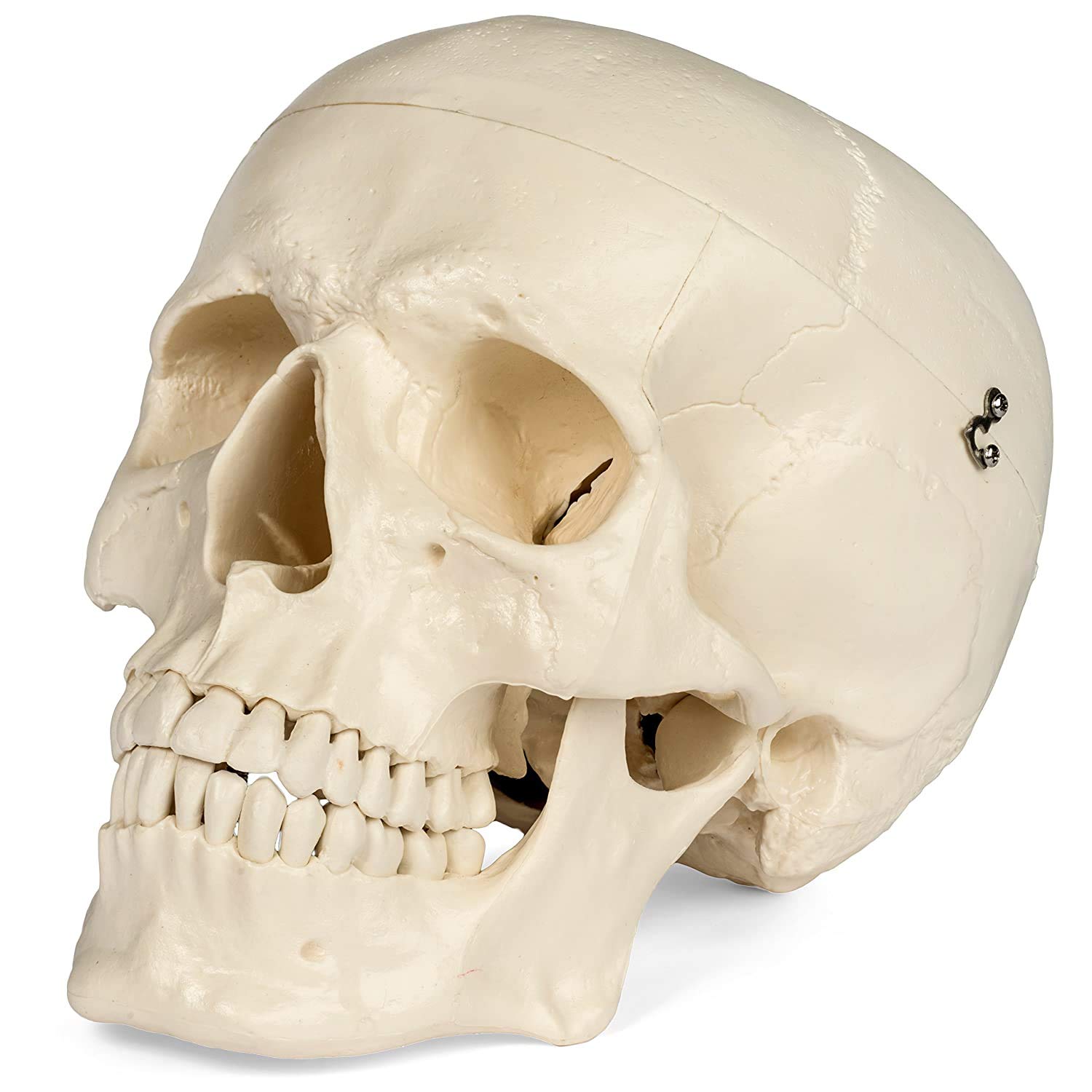 Photo 1 of Medical Anatomical Skull Model - 1:1 Life Size Replica Anatomy Adult Human Head Bone for Science Lab, Educational