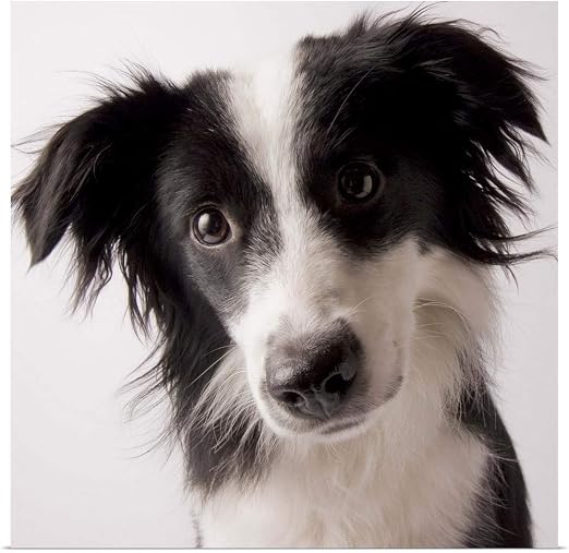 Amazon Com Greatbigcanvas A Border Collie Australian Shepherd Mix