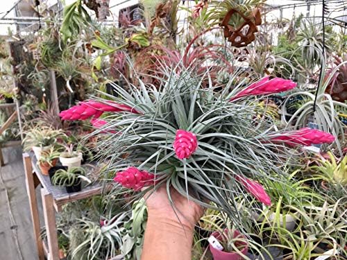 ティランジア コットンキャンディ クランプ 群生株 Tillandsia Cotton Candy エアプランツ チランジア B086xh5klc 1 9円 人気海外一番 100 品質保証 全品送料無料 即日出荷 Sale開催中