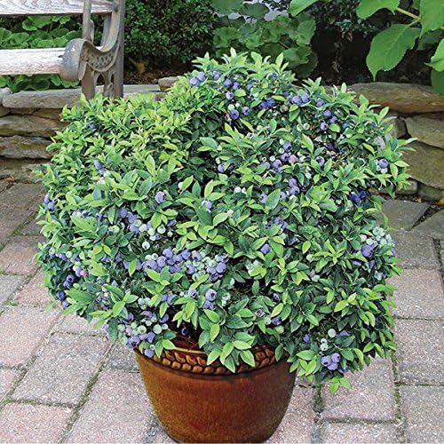 Natural garden plants Blueberry Seeds Sweet Delicious Fruit 15 Seeds Packet