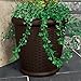 Suncast Willow Resin Wicker Planter - Set of 2