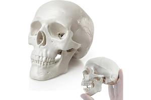HADWYN 2025 New Mini Human Skull Model, 3 Part Anatomical Skull is 3.5" Tall, with Removable Skull Cap and Moving Jaw, Includes Full Set of Teeth, (1set) Fun Halloween Decorations