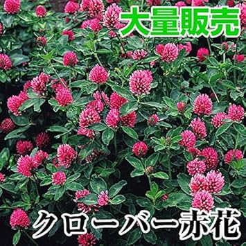 Amazon メール便配送 国華園 種 花たね 大量たね クローバー赤花 1袋 100g 発送が株式会社 国華園からの場合のみ正規品です 花