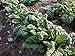 Emperor Organic Spinach Seeds - Great for fall planting! (100+ seeds)