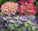 Paris, Rio, Berlin Cityline Bigleaf Hydrangeas - 3 Starter Plants - Proven Winners