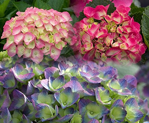 Paris, Rio, Berlin Cityline Bigleaf Hydrangeas - 3 Starter Plants - Proven Winners Paris, Rio, Berlin Cityline Bigleaf Hydrangeas - 3 Starter Plants - Proven Winners