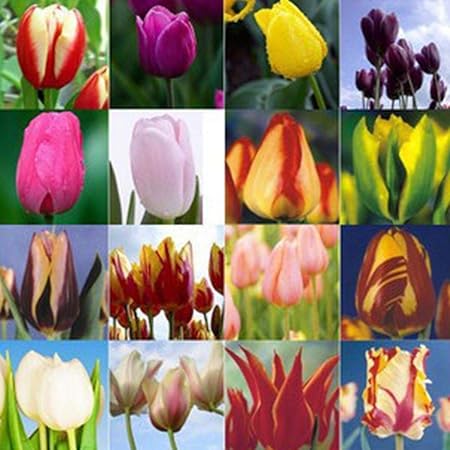 Tomasa 50 Pcs Tulpenzwiebeln Samen,Garten Balkon Schöne Pflanzen Bonsai Tulip Bulbs Samen (Multi)