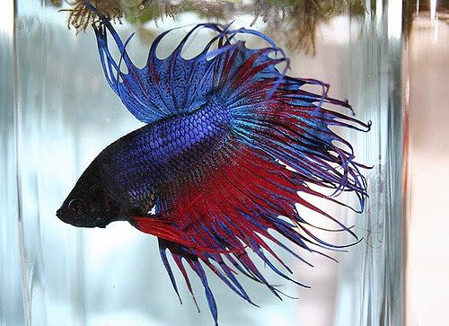 Betta Male Crowntail 3 Inches Assorted Colors - Freshwater Live Tropical Fish