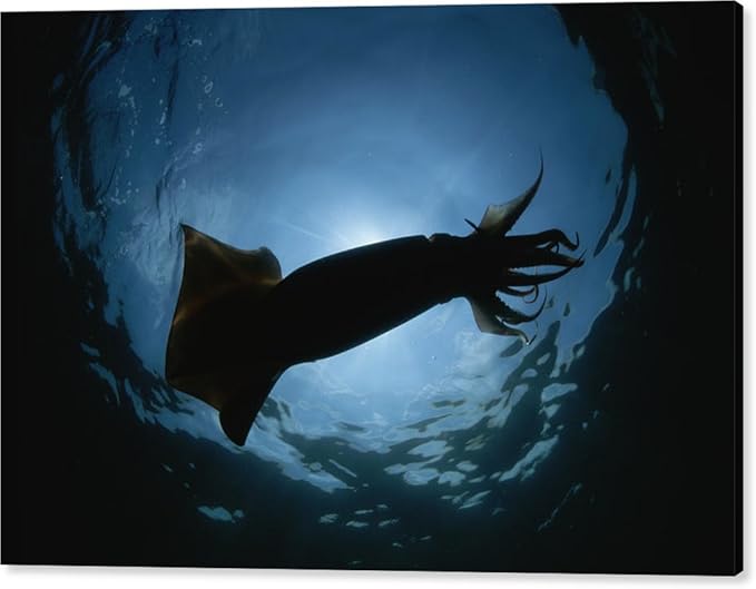 Amazon A Giantまたはアメリカオオアカイカでシルエット By National Geographic キャンバス印刷ウォールアート 36 X 24 Cps Cig アートフレーム ポスター オンライン通販