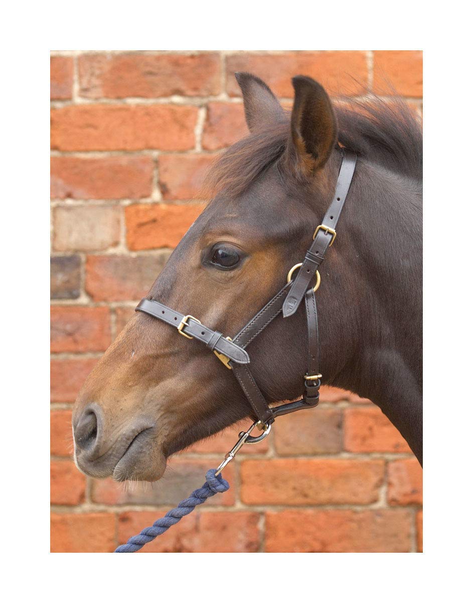Hy Leather Foal Head Collar(Brown, X-Large)