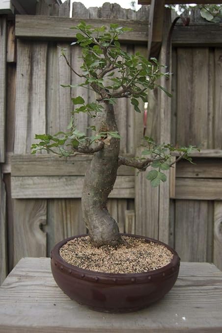 Amazon Com Baobab Bonsai Tree Seeds 5 Seeds To Grow Highly Prized Baobab Tree Ships From Iowa Exotic Indoor Bonsai Seeds To Grow Garden Outdoor