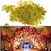 Lulonpon Leaves, Artificial Maple Leaves,300pcs Fall Silk Maple Leaves for Thanksgiving, Weddings, Autumn Party,Events and Decorating Hardwork