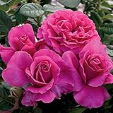 Pretty Lady Rose Bush - Downton Abbey Series - Fragrant Pink Flowers Grown Organic Potted - Stargazer Perennials