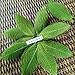 NAVA CHIANGMAI Rubber Tree Leaves - Pack of 100 Skeleton Leaves Decorative DIY Craft, Artificial Leaves Craft Card Scrapbook DIY Handmade Embellishment Decoration Art (Green)