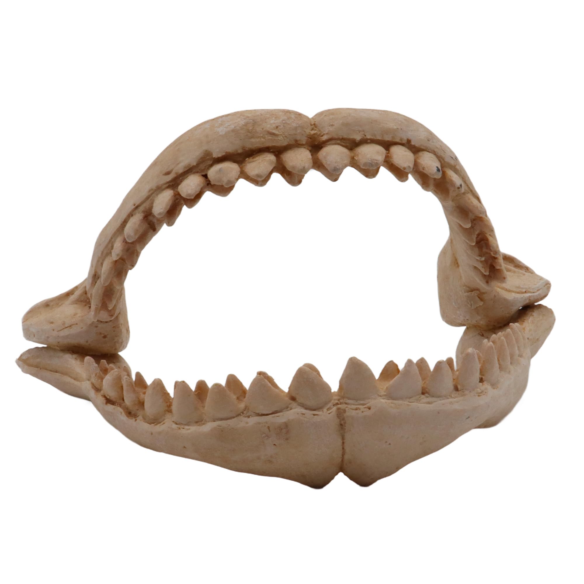 CROCI Shark Teeth, Medium