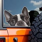 2-Pack 5.51"x4.33" Boston Terrier Car Decal Sticker, Peeking Realistic Chocolate Bostie Dog Head Vinyl Sticker for Cars, Trucks, Motorcycles, Laptops, Windows, Glass, Walls #2BZ566
