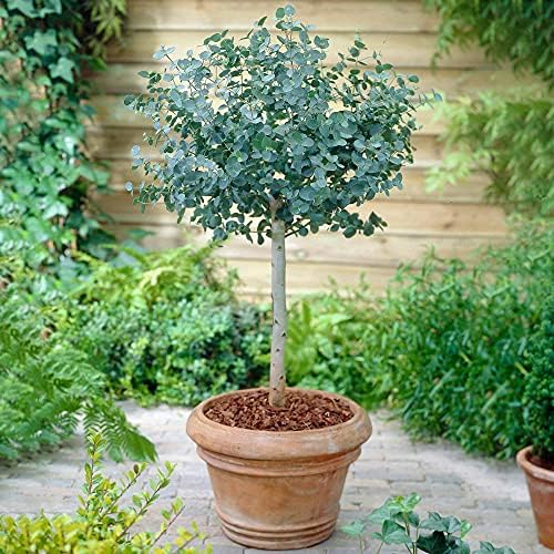 Eucalyptus Gunnii Cider Gum Tree (Patio Standard) Plant, 1 x 17cm