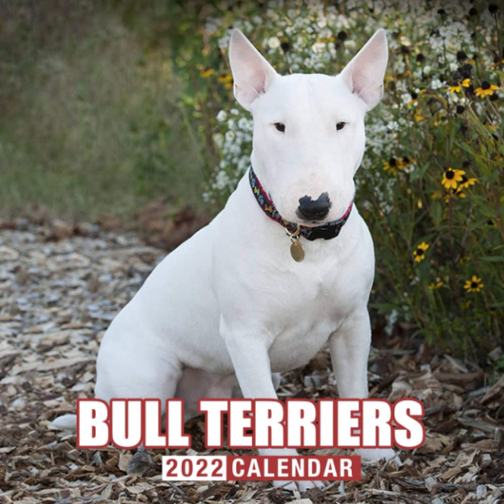 large bull terrier