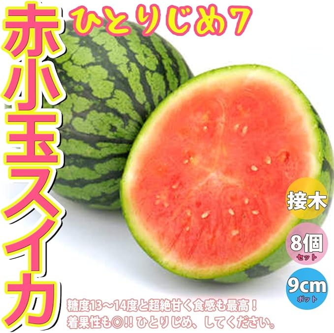 Amazon 赤小玉スイカ 品種 ひとりじめ7 接木苗 野菜 接木苗9cmポット 8個セット 糖度は13 14度以上で特に高く 素晴らしく風味のある食味が特徴 草勢は中 やや強で 雌花の着生や花粉の出がすこぶる良く 着果性に優れる 果実は果皮色濃く 2 0 2 5kgの玉