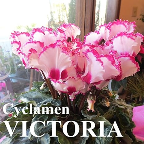 Amazon シクラメン ビクトリア ヴィクトリア 5号鉢サイズ 鉢植え 観葉植物 オンライン通販