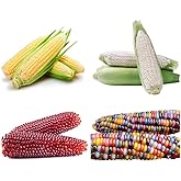 200+ Corn Seeds for Planting (4 Varieties) Glass Gem Sweet Silver Queen Red Corn Heirloom, 90% Germination Rates Open Pollina