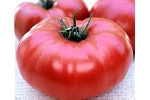 Tomato, Giant Belgium Tomato Seeds, Heirloom, Organic 20 Seeds, Delicious Large Tasty Fruit
