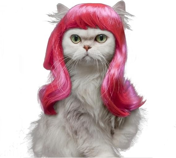 cats wig