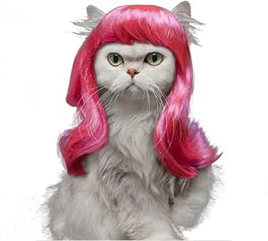 cats with wig