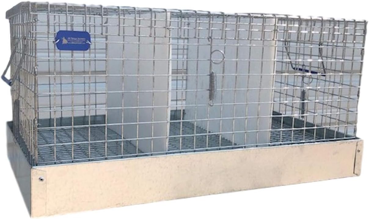 australian red heeler puppy