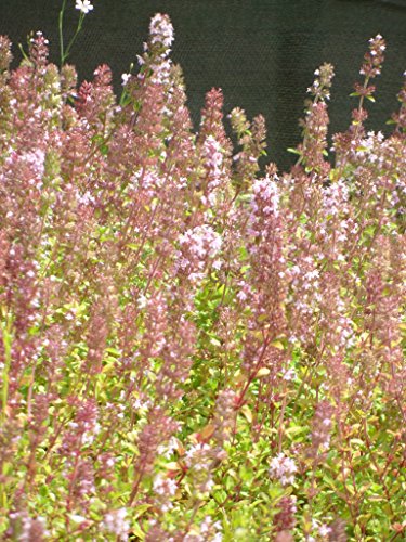 Thymus pulegioides - Arznei-Thymian, 50 Pflanzen im 5/6 cm Topf – Bild 8
