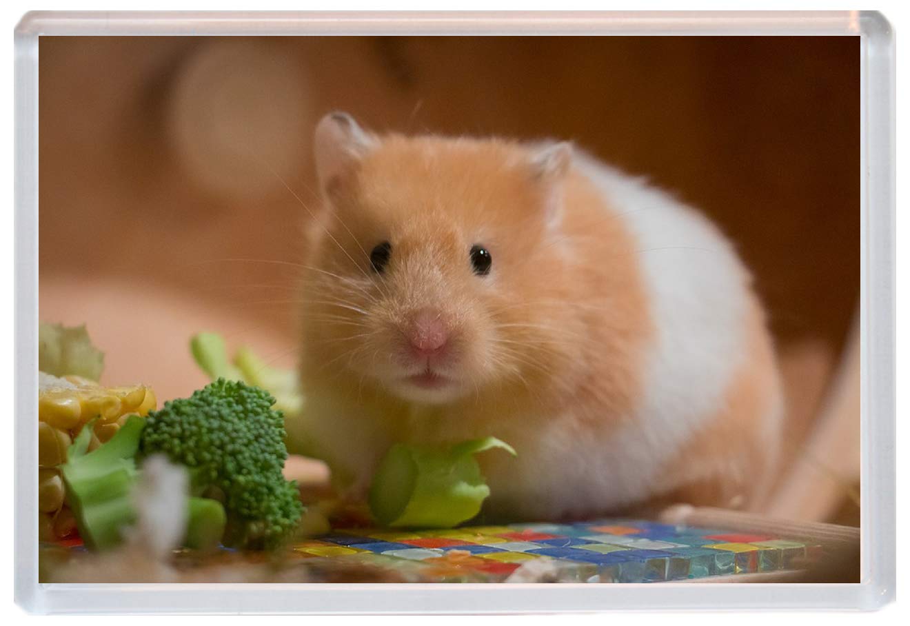 hamster jumbo