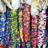 eroute66 40Pcs/1 Pack Rainbow Corn Seeds Delicious Garden Yard Coarse Food Grain Planting