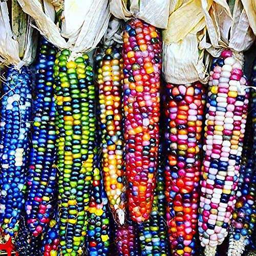 eroute66 40Pcs/1 Pack Rainbow Corn Seeds Delicious Garden Yard Coarse Food Grain Planting