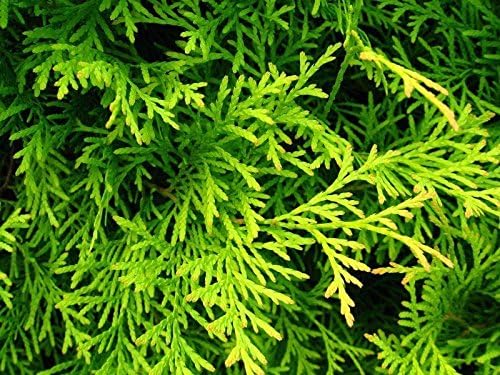 AMERICAN GOLDEN ARBORVITAE Thuja Occidentalis Aurea 25,50,100,200 SEEDS