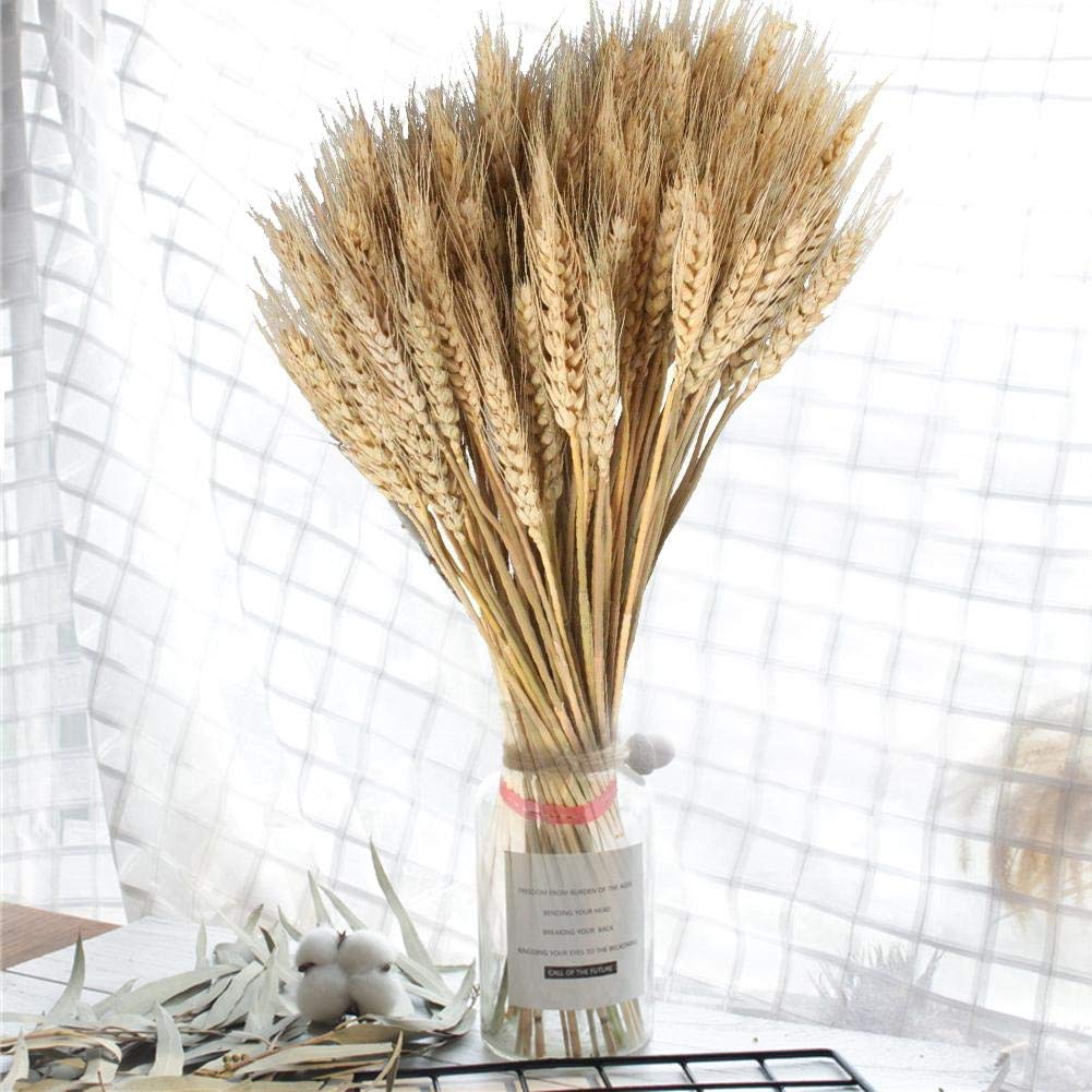 100pcs Dried Wheat Stalks For Decor Natural Dried Flowers