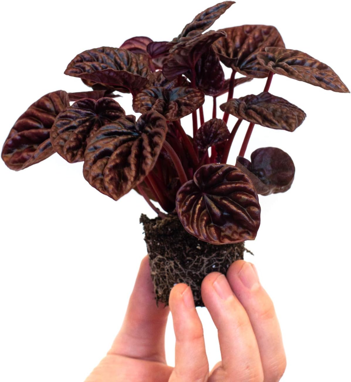 Peperomia Caperata Red Luna
