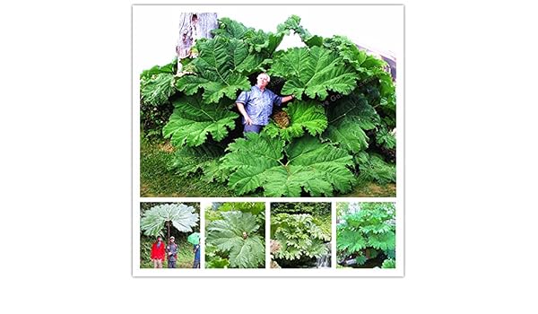 Las semillas de Gunnera Manicata también llamadas semillas de ...