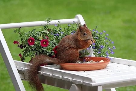 Amazon Co Jp A3 ポスター リスの花食品 壁紙ウォールステッカーポスター A3 4x297mm Generic