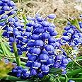 QAUZUY GARDEN 100 Lily of The Valley Seeds, Blue May Bells, Our Lady's Tears, Mary's Tears, Muguet, Glovewort, Apollinaris Seeds - Fragrant Perennial Herb Flower